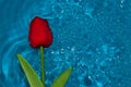 red flower head ripple water, creative blue summer composition, modern design