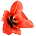 Red flower head of tulip isolated on a white background Royalty Free Stock Photo