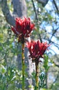 Red flower heads of a pair of Gymea lilies, Doryanthes excelsa Royalty Free Stock Photo