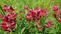 Red flower Hedysarum coronarium or Onobrychis viciifolia