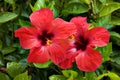 Red flower of hibiscus