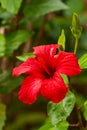 Red flower hibiscus Royalty Free Stock Photo