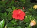 This red or flower hibiscus is called hibiscus rosa-sinesis or also called hibiscus. Royalty Free Stock Photo