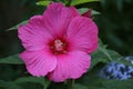 Red flower of the hibiscus Hibiscus rosa sinensis with inflorescence on a green background. Native to tropical regions. Hawaiian Royalty Free Stock Photo