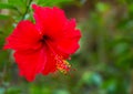 Red flower Hibiscus Royalty Free Stock Photo