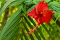 Exotic hibiscus flower in tropical garden, closeup
