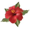 Red flower-Hibiscus rosa Royalty Free Stock Photo