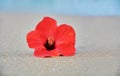 Red flower hibiscus on a sea sand. Sea on a background. Vacation Royalty Free Stock Photo