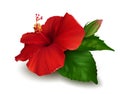 Red flower of hibiscus on white background Royalty Free Stock Photo