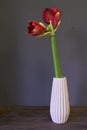 Red flower hippeastrum or amaryllis in a white ceramic vase on a dark background, selective focus Royalty Free Stock Photo