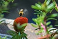 Red flower and honey bee in flight Royalty Free Stock Photo