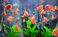 Red Flower Horn Fish Royalty Free Stock Photo