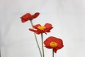 Red flower of an Iceland poppy, Papaver nudicaule Royalty Free Stock Photo