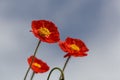 Red flower of an Iceland poppy, Papaver nudicaule Royalty Free Stock Photo