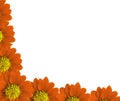 Red sunflower Illustration of border isolated on white background Royalty Free Stock Photo