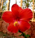 Red flower of the Indian hibiscus is very romantic.