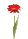 Red flower isolated Royalty Free Stock Photo