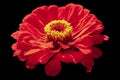 Red flower isolated Royalty Free Stock Photo