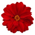 Red flower isolated Royalty Free Stock Photo
