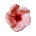 Red flower on isolated white background with clipping path. Closeup. Beautiful white-red flower Violets for design.