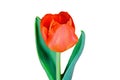 Red flower, isolated on a white background. Single spring Tulip on a light backdrop Royalty Free Stock Photo