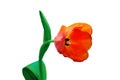 Red flower, isolated on a white background. Single spring Tulip on a light backdrop