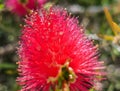 Red beautiful flower of Japanese red maple Callistemon, close-up