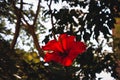 Red Flower in the Jungle Shadows. Royalty Free Stock Photo