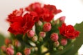 Red flower of Kalanchoe blossfeldiana, close-up Royalty Free Stock Photo