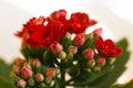 Red flower of Kalanchoe blossfeldiana, close-up Royalty Free Stock Photo