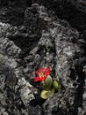 Red Flower kalanchoe blossfeldiana grows on a rugged volcanic rock