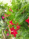 Red flower in , kandy -srilanka. Royalty Free Stock Photo
