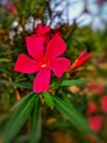 A red flower of kaner or nerium plant.