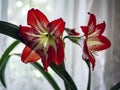 Amaryllis a bright red flower blooms in a pot on the windowsill