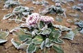 Frozen flowers bellis with frosted flowers Royalty Free Stock Photo