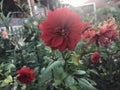 Red flower