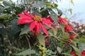 Red flower like leaf of tree on hilll top