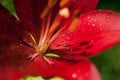 Red flower lily