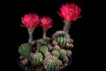 Red flower of lobivia cactus agains dark background
