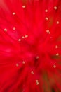 Red flower macro background blur Royalty Free Stock Photo