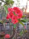 Red flower