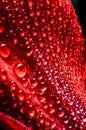 Red flower in macro drops