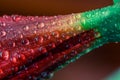 Red flower in macro drops