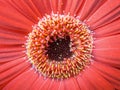 Red flower macro Royalty Free Stock Photo