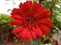 Red flower macro photography with water drops Royalty Free Stock Photo