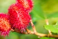 Red Flower Macro Shot with Blurry Green background Royalty Free Stock Photo