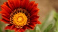 Red flower macro shot Royalty Free Stock Photo