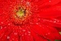 Red flower macro with water droplets Royalty Free Stock Photo