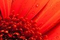 Red flower macro water drops Royalty Free Stock Photo