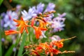 Red flower on Madeira bokkeh blooming spectacular Royalty Free Stock Photo